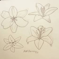 Lilies. #ink #flowers #art #drawing  (at Empire Tattoo Quincy)