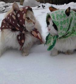 vodkaplz:  lntruding:   soviet russian grandma cats complaining about their grandchildren and swapping recipes   #BABUSHKATS  