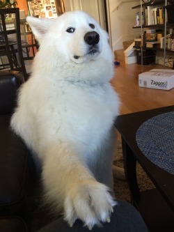 skookumthesamoyed:  skookumthesamoyed:  Skookum sees what you’re up to and is very disappointed   JUST KIDDING HE LOVES YOU AND KNOWS YOU ARE TRYING YOUR BEST! 