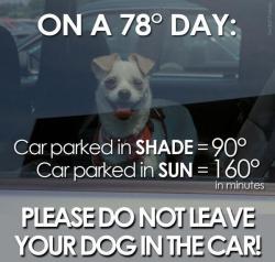 gooddogbestfriend:  krijstman:  corporatevagina:  maedanger:  arizonanature:  1000-life-hacks:  It’s getting to that time of the year again. Please share this, you could save a life!  Imagine how hot it gets in your car in the desert.  always really