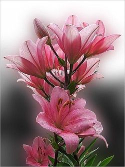 flowersgardenlove:  Pink lily Flowers Garden Love  Lilies :D &lt;3