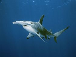 brightestofcentaurus:  Hammerhead Shark Hammerhead Sharks are found in temperate and tropical waters worldwide.There are nine identified species of which the great hammerhead shark is the largest, growing up to 20 feet in length. Most species are fairly
