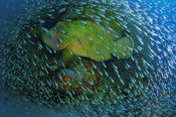 A Napoleon wrasse swims through a school of fish at Flynn Reef, Great Barrier Reef, Australia. Taken by Christian Miller.