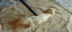 doom-gloom-and-slayer:  I never thought I’d need a gif of what looks like someone vacuuming a duck in my life.  