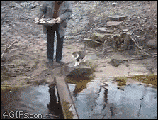 4gifs:  The water is lava. [video]