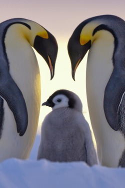 iamallastonishment:  tect0nic:  Parents Love by Anneliese &amp; Claus Possberg via 500px.   All together now: awwwwwwwwwwww.