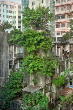softwaring:  Focusing solely on the phenomena of trees sprouting from residential buildings in Hong Kong, Wild Concrete compares the living conditions between plants and humans. by Romain Jacquet-Lagreze