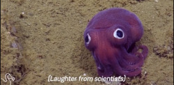 dotgov:  austintrench:  spam-bot:  slavetomyheadcanon:  frostyknickers:  prettybluescarf:  [discovered] [immediately mocked by scientists]   me as a discovery How can you not include the video? @lordcephalopod  THEY’RE ROASTING HIM   Me when people