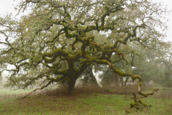 90377:   Misty oaks. Crane Creek Regional Park, Sonoma County . by alice cummings   
