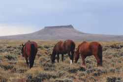eartheld:  johnandwolf:  Wild horses near Rock Springs, WY / September 2014Something I miss about living in Wyoming is spotting wild horses grazing on the plains. The “HB” brand on the middle one shows that it was caught and fertility tested by the