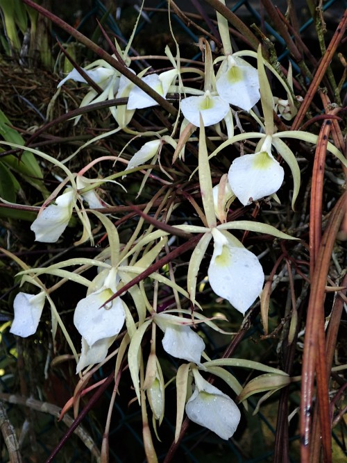 orchid-a-day:    Brassavola perrinii  August 11, 2020 