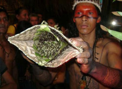 unexplained-events:  Coming of Age Ritual The Satere-Mawe Tribe, an indigenous tribe from the Amazon rain forest (Brazil), has a very unique coming of age ritual. To become a man, a boy has to place his hands inside a gloves filled with a swarm of bullet