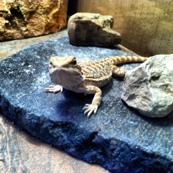 Drako the dragon. #pets #bearded #dragon #lizard #reptile #cool #instaphoto