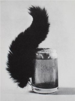 taxidermy-in-art: Meret Oppenheim, Squirrel, 1960 
