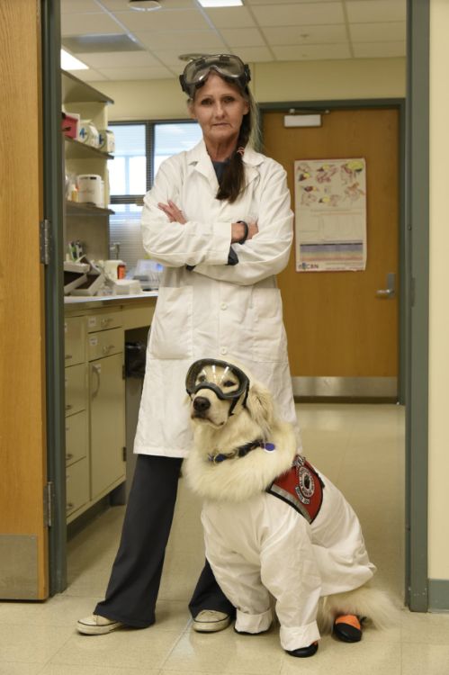 tanoraqui: toospoopyformyshirt:  obeekris:  doggos-with-jobs: Sampson is a service dog for a researcher who works in a lab. He has his own lab coat and safety goggles   He’s practicing lab safety  He has little booties!!!!!!  this is the most Pokemon
