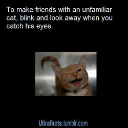 waterpokemonforthewin:  pizzaismylifepizzaisking:  the-best-medicine:  starwhalesandfogfish:  ultrafacts:  potatoething:  melodramatic-wallflower:  ultrafacts:  More Ultrafacts (Source)  I WILL HAVE ALL THE KITTY FRIENDS  so important.  Slow blinking