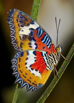 Butterflies are self-propelled flowers. ~ R.H. Heinlein  (Malay Lacewing Butterfly)