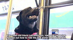 delas0uul:  wooooozy:     huffingtonpost:  Seattle Dog Figures Out Buses, Starts Riding Solo To The Dog Park Seattle’s public transit system has had a ruff go of things lately, and that has riders smiling. You see, of the 120 million riders who used