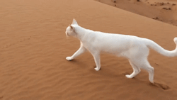 laurathelionqueen:  sovaiill:  sixpenceee:  Cats always step in their own footprints. Cats are capable of walking very precisely because, like all felines, they directly register; that is, they place each hind paw (almost) directly in the print of the