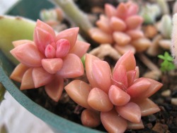 s-un-rise:  cactiheart:  peachy colored succulent // joeysplanting   it looks so weird n cool