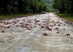 travelingcolors:  Red Crab Migration, Christmas Island | AustraliaAt the beginning of the wet season, most adult red crabs suddenly begin a spectacular migration from the forest to the coast to breed. During peak migration times, sections of roads where