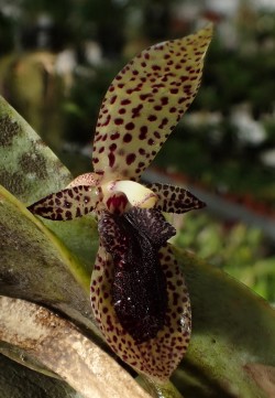 orchid-a-day: Pleurothallis punctulata Syn.: Humboltia punctulata; Talpinaria punctulata; Pleurothallis magnispatha October 11, 2018  