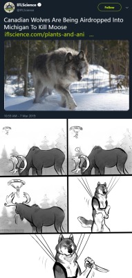 vaspider: musicalhell:  hillsofhell46566:  sasgalula:    He looks so excited my God 🤣🤣  I know this is about ecological balance and population control but I can’t help but imagine those wolves are on a covert mission to assassinate moose extremists