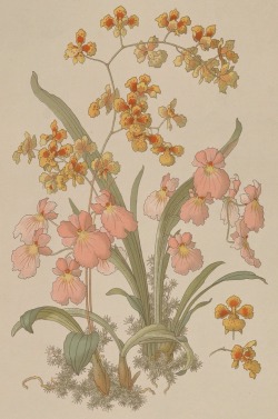 clawmarks:Les orchidées et les plantes de serre; études - Henri Lambert - via Internet Archive