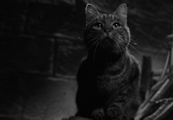 antipahtico:   The Shadow of the Cat (1961) 