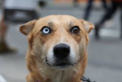 humansofnewyork:  His owner told me that according to a Native American myth, dogs with different colored eyes can see both heaven and earth. 
