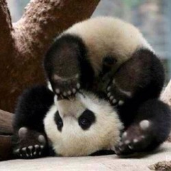 This is me when thinking of Mondays&hellip; #panda #cute #instagood #likeforlike #pandabear #asians #likes #funny #pandas #pandaexpress #instapandacool #bestoftheday follow for more awesome posts  Bonafidepanda.com