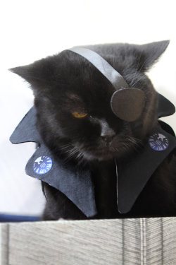 realhousewifetonystark:  gabeweb:  Nick Fury Cosplay Nick “Furry”. (by ~MigraineSky)  I AM DOING THIS TO MY CAT AND I MAY ACTUALLY BE KILLED IN THE PROCESS BUT WORTH IT. 