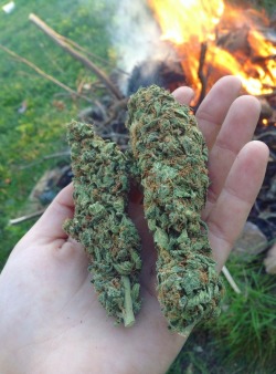 inh4le-kush:  My cousins, but two 7 gram nugs 