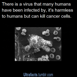 ultrafacts:  just-ask-whitestripe:  ask-celestia-and-luna-and-dave:  ask-the-alex-doctor-and-stanley:  ask-shadefire-midnight-and-elsa:  ultrafacts:  Source For more facts follow Ultrafacts  so why’s it called a virus?  because it infects you , it enters