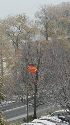 aubsticle:  kyol:  sixpenceee:  The street light keeps these leaves warm so they haven’t fallen out yet.   This is really touching  It looks like the street light is setting the tree on fire 