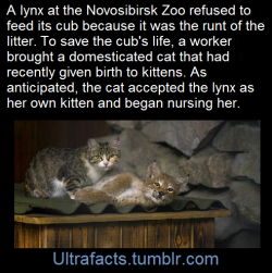twistedcatmeow:  apolloadama:  bigpapaonatrain:  This my bebe. Bebe is bigger than me. Strong bebe  ok friends i wanted to confirm this story’s accuracy before reblogging so i googled it and yes it’s TRUE  AND ALSO the mom cat raised the lynx baby