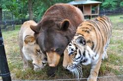 awwww-cute:  &ldquo;For 13 years, Baloo, Leo and Shere Khan have been best friends. The three animals, who live at Noah’s Ark Animal Sanctuary in Georgia [USA], were rescued as cubs from a drug dealer who kept them as pets. In the wild, the three species