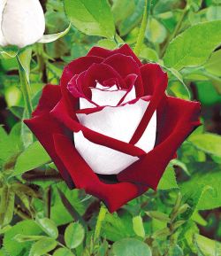 sixpenceee:The Osiria Rose has a exquisite colour combination. The petals are blood-red on the inside and pure silvery-white on the outside.