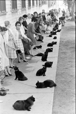 cuteys:  intricut:  awmygosh:  Cat audition for Sabrina the Teenage Witch for the role of Salem  i love this  new favorite photo 