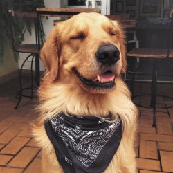 shareyourenthusiasm:  I love a dog in a bandana.