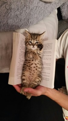 write-me-jessica:  lostmynoseinabook:  My new bookmark :)  KITTY!!! 