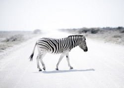 v1gilante:  Zebra in Etosha Park - Namibia by Eric Lafforgue on Flickr.