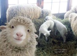 juanzerker:  chubcakes:What a good sheep selfie.  Hangin out with the fam. #blessed [facebook]