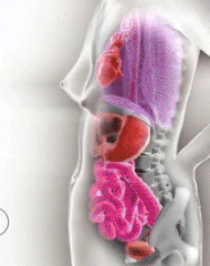 educational-gifs:  How pregnancy shifts and moves the motherâ€™s internal organs to make room for the baby.Â Interactive Flash source here. Like this? You might also be interested in viewing a cross section of the human body from top to bottom.