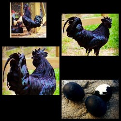 #Blackcock #huevosnegros #gallonegro #iwantone #tanoakpark