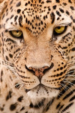 wonderous-world:  Leopard by Don Johnson 