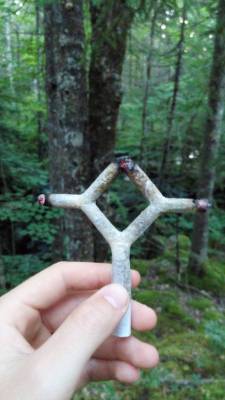 reddlr-trees:  The diamond cross joint in action! 