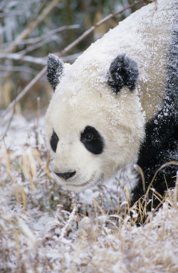 earthandanimals:  Giant Panda Photo by Michael Peck 