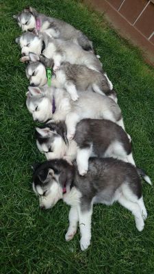 iwanttobeafirefly:  cute-puppies-for-all:  The cuteness multiplies :)  Pile'o'pups