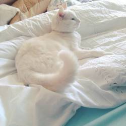 My baby 🌞 #lazy #lazycat #cat #whitecat #bed #sleep #duvet #meko #furbaby #catstagram